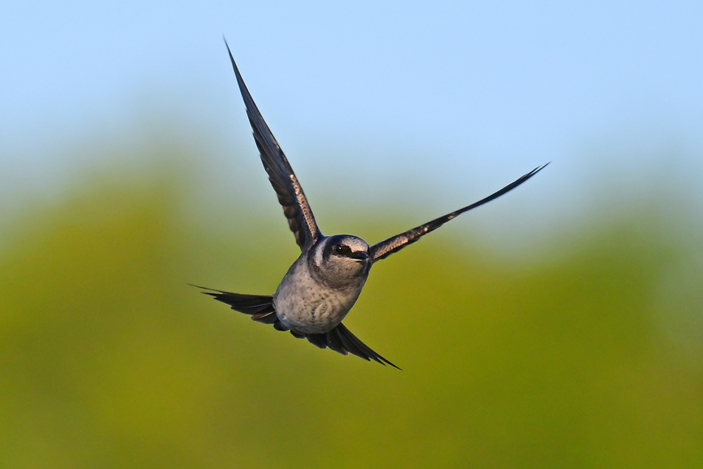 Female Purple Martin Female Purple Martin